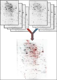 2DE proteomics