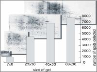 Hochaufl&ouml;sende 2D Elektrophorese f&uuml;r die Proteomik